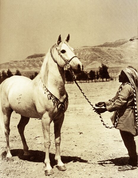 "Safeer bin Harkan" one of King Saud horses in the stables of Dirab