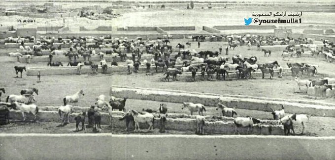 إسطبلات الخيول في خفس دغرة في الخمسينات ميلادية كانت خفس دغرة متنزها ومتنفساً لكثير من الأفراد ورجالات الدولة وكثير من الأهالي