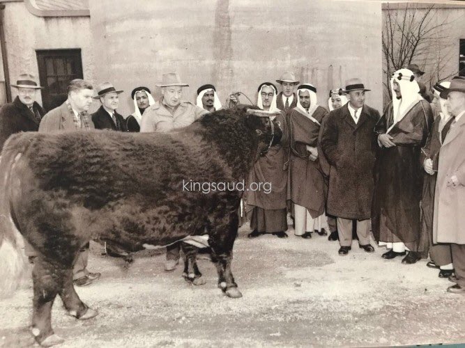 Prince Saud Vists the US in 1947 Inspecting a cowhorse while visiting Texas